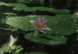 SF Conservatory of Flowers 1994 030