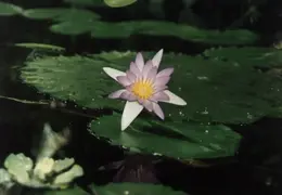 SF Conservatory of Flowers 1994 031