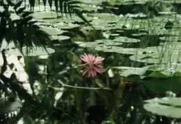 SF Conservatory of Flowers 1994 033