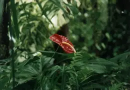SF Conservatory of Flowers 1994 034