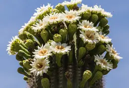 Saguaro Flowers 20230518 01