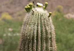 Saguaro Flowers 20230518 02