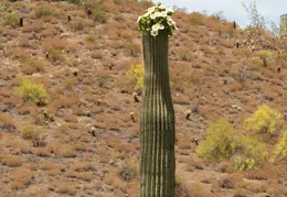 Saguaro Flowers 20230518 03