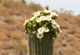 Saguaro Flowers 20230518 04