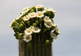 Saguaro Flowers 20230518 05