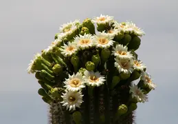 Saguaro Flowers 20230518 06