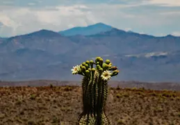 Saguaro Flowers 20230518 07