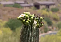 Saguaro Flowers 20230518 08