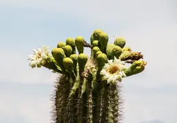 Saguaro Flowers 20230518 09