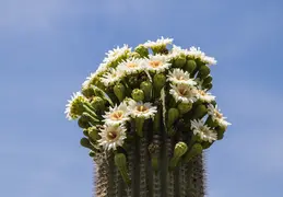 Saguaro Flowers 20230518 10