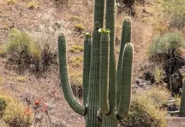 Saguaro Flowers 20230518 11