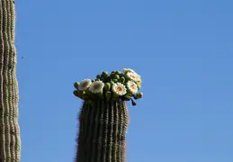 Saguaro Flowers 20230520 01