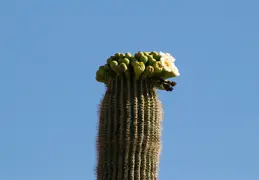 Saguaro Flowers 20230520 02