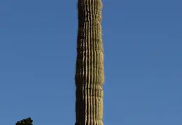 Saguaro Flowers 20230520 03