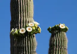 Saguaro Flowers 20230520 04