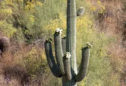 Saguaro Flowers 20230520 06
