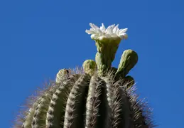 Saguaro Flowers 20230520 07