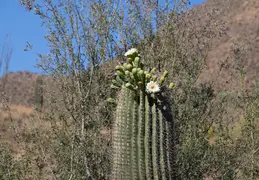 Saguaro Flowers 20230520 08
