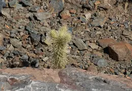 Saguaro Flowers 20230520 09