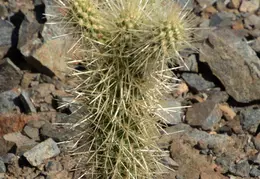 Saguaro Flowers 20230520 10