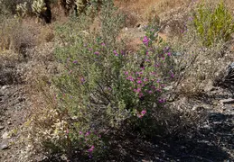 Saguaro Flowers 20230520 11