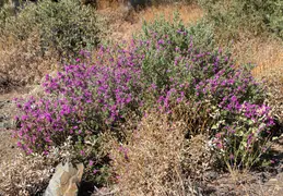 Saguaro Flowers 20230520 12