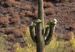 Saguaro Flowers 20230520 13