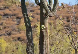 Saguaro Flowers 20230520 14