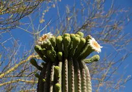 Saguaro Flowers 20230520 15