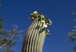 Saguaro Flowers 20230520 16