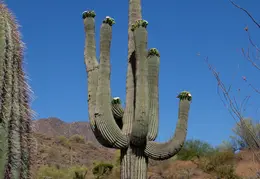 Saguaro Flowers 20230520 17