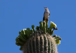 Saguaro Flowers 20230520 18