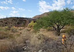 Saguaro Flowers 20230520 19