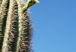 Saguaro Flowers 20230707 01