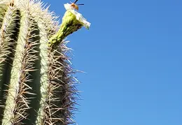 Saguaro Flowers 20230707 02