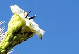 Saguaro Flowers 20230707 03