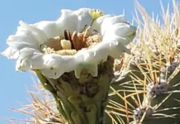 Saguaro Flowers 20230707 04