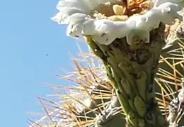Saguaro Flowers 20230707 05