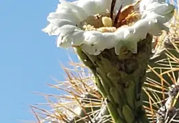 Saguaro Flowers 20230707 06