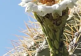 Saguaro Flowers 20230707 07