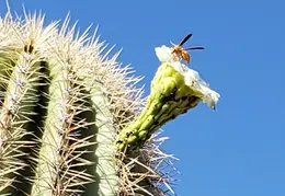 Saguaro Flowers 20230707 08