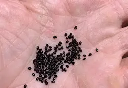 Saguaro Baby Plants 20221018 01 seeds