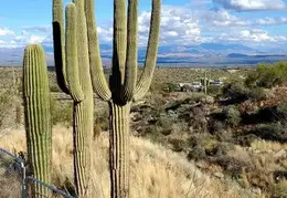 Saguaro Baby Plants 20221018 05 100years