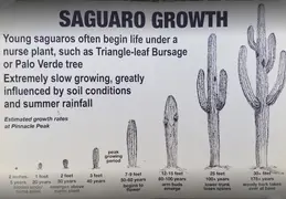 Saguaro Baby Plants 20221018 06 Growth