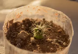 Saguaro Plants From Seed 20221018 01