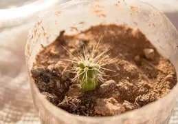 Saguaro Plants From Seed 20221018 02