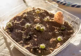 Saguaro Plants From Seed 20221018 04