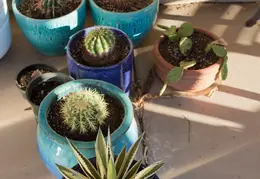 Saguaro Plants From Seed 20221018 09