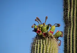 Saguaro flowers 20230627