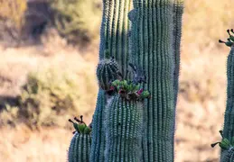 Saguaro flowers 20230627 02